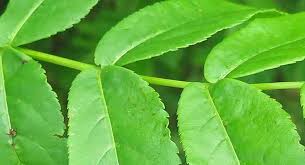 Attēlu rezultāti vaicājumam “Pterocarya fraxinifolia flower”