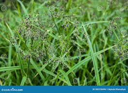 Attēlu rezultāti vaicājumam “Scirpus sylvaticus bud”