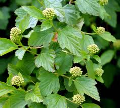 Attēlu rezultāti vaicājumam “Physocarpus opulifolius”
