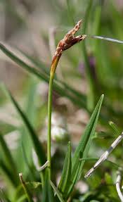 Attēlu rezultāti vaicājumam “Carex ornithopoda”