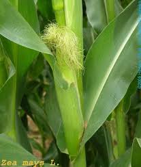 Attēlu rezultāti vaicājumam “Zea mays female flower”
