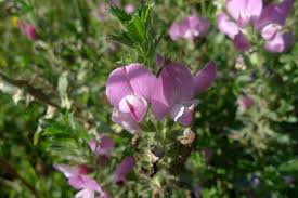 Attēlu rezultāti vaicājumam “Ononis arvensis bud”