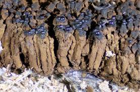 Attēlu rezultāti vaicājumam “Symphytocarpus flaccidus spores”