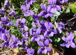 Attēlu rezultāti vaicājumam “Viola riviniana”