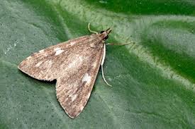 Attēlu rezultāti vaicājumam “Udea olivalis”