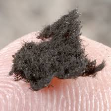 Attēlu rezultāti vaicājumam “Cystocoleus ebeneus”