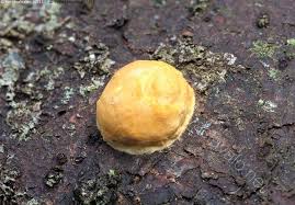 Attēlu rezultāti vaicājumam “Fuligo luteonitens”