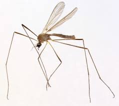 Attēlu rezultāti vaicājumam “Epiphragma ocellare”