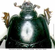 Attēlu rezultāti vaicājumam “Hypocaccus rugiceps”