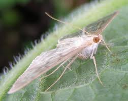 Attēlu rezultāti vaicājumam “Pleuroptya ruralis”