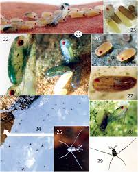 Attēlu rezultāti vaicājumam “Gerridae imago”