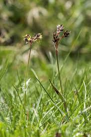 Attēlu rezultāti vaicājumam “Luzula campestris fruit”
