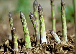 Attēlu rezultāti vaicājumam “Asparagus officinalis”