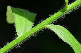 Attēlu rezultāti vaicājumam “Erigeron annuus leaf”