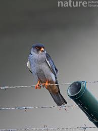 Image result for Falco amurensis