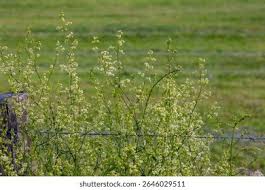 Attēlu rezultāti vaicājumam “Galium elongatum flower”
