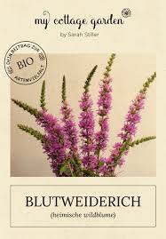 Image result for Blutweiderich