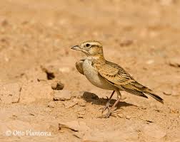 Image result for Calandrella brachydactyla