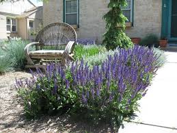 Image result for Salvia nemorosa