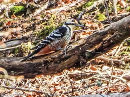 Attēlu rezultāti vaicājumam “Dendrocopos leucotos male”
