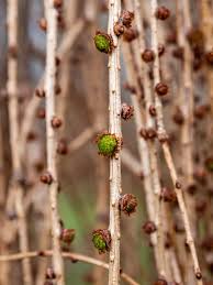 Attēlu rezultāti vaicājumam “Larix decidua flower”