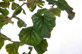 Attēlu rezultāti vaicājumam “Corylus avellana leaf”