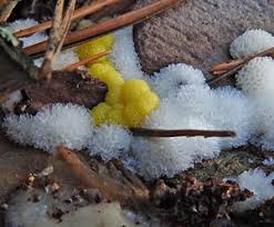 Attēlu rezultāti vaicājumam “Lycogala fuscoolearium”