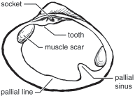 Attēlu rezultāti vaicājumam “Physarum bivalve sessile”