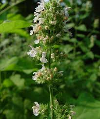 Image result for Nepeta cataria