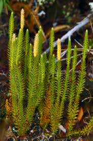 Attēlu rezultāti vaicājumam “Anomodon viticulosus sporophyte”