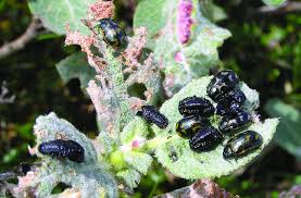 Attēlu rezultāti vaicājumam “Grynocharis oblonga”