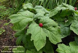 Attēlu rezultāti vaicājumam “Isopyrum thalictroides fruit”