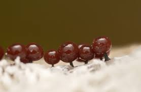 Attēlu rezultāti vaicājumam “Enerthenema papillatum macro”