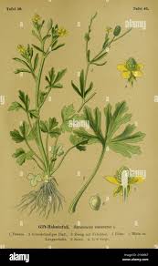 Attēlu rezultāti vaicājumam “Ranunculus sceleratus flower”