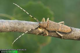 Attēlu rezultāti vaicājumam “Saperda carcharias”