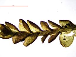 Attēlu rezultāti vaicājumam “Odontoschisma sphagni”