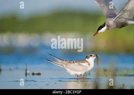 Attēlu rezultāti vaicājumam “Chlidonias hybrida adult”