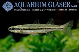 Attēlu rezultāti vaicājumam “Craterium sp.”