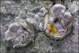 Attēlu rezultāti vaicājumam “Lecanora albella”