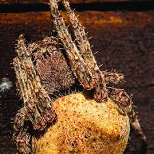 Attēlu rezultāti vaicājumam “Araneus angulatus”