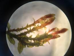 Attēlu rezultāti vaicājumam “Bryum weigelii”