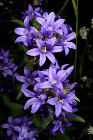 Image result for Campanula lingulata