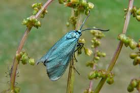 Attēlu rezultāti vaicājumam “Adscita statices”