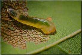 Attēlu rezultāti vaicājumam “Caliroa annulipes larva”
