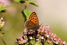 Attēlu rezultāti vaicājumam “Lycaena tityrus female”