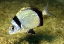 Image result for Diplodus