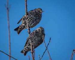 Attēlu rezultāti vaicājumam “Sturnus vulgaris nest”
