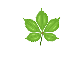 Attēlu rezultāti vaicājumam “Parthenocissus quinquefolia leaf”