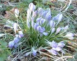 Attēlu rezultāti vaicājumam “Crocus vernus subsp. vernus”