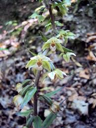 Attēlu rezultāti vaicājumam “Epipactis helleborine fruit”